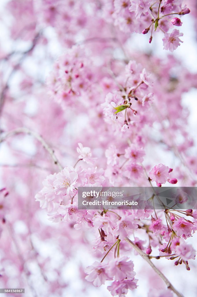 Cherry blossoms