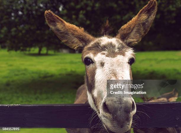 happy donkey - donkey tail stock pictures, royalty-free photos & images