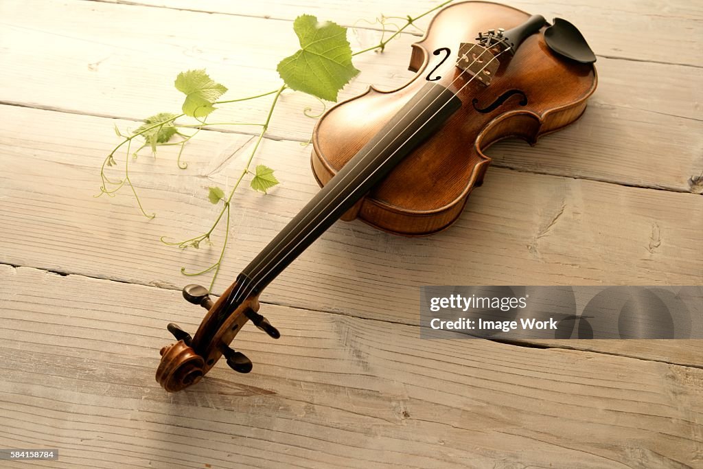 Stræbe Arrangement Desperat Violin And Vine High-Res Stock Photo - Getty Images