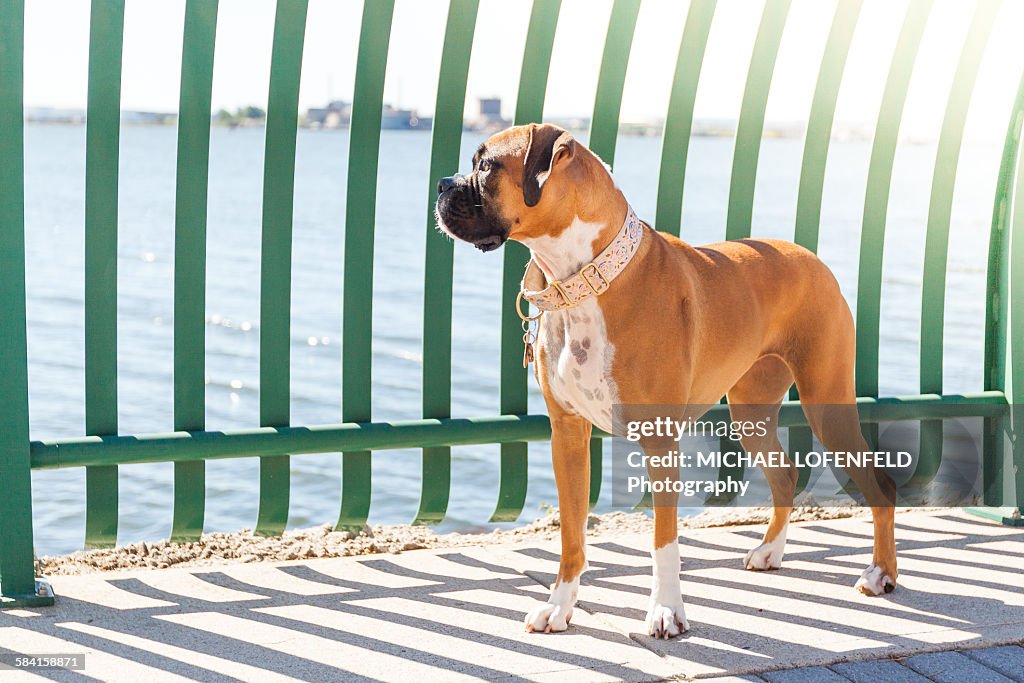 Boxer dog standing outside
