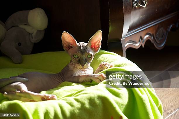sphynxcat kitten chilling in the sunlight - sphynx hairless cat imagens e fotografias de stock