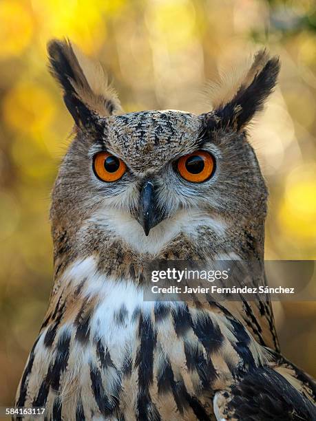 portrait of eurasian eagle owl in autumn. - eurasian eagle owl stockfoto's en -beelden