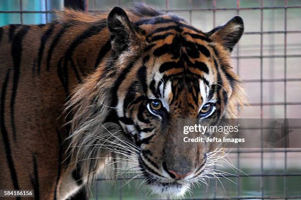 Maman, a zoo keeper playing with Leopard inside the cage in Ragunan zoo during the 'Save our Tigers' campaign for upcoming International Tiger Day on...