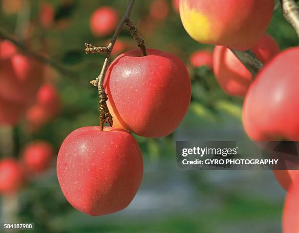 mutsu apple, aomori prefecture, japan. - mutsu fotografías e imágenes de stock