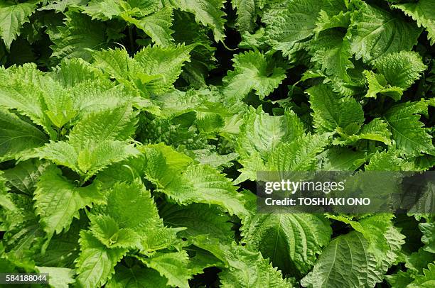 beefsteak plant - shiso stock pictures, royalty-free photos & images