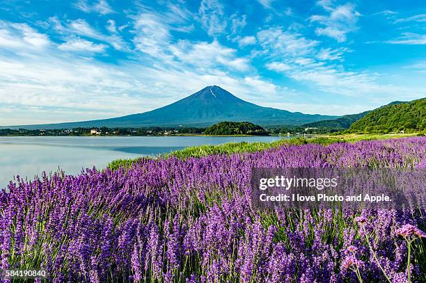 summer fuji - präfektur yamanashi stock-fotos und bilder