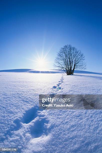 footprints of a fox leading up to a bare tree in a snowy field. biei, hokkaido, japan - bare footprints stock-fotos und bilder