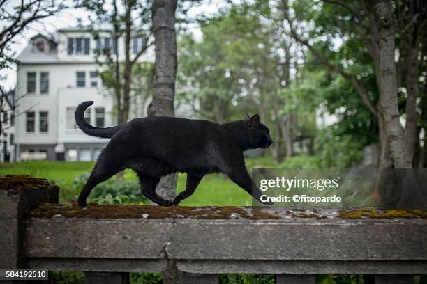 bombay cat, black cat - black cat stock-fotos und bilder