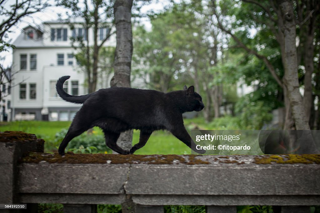 Bombay cat, Black cat