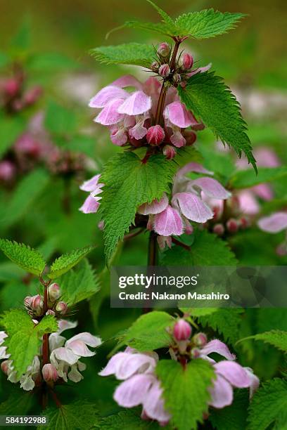 dead nettle, shinjuku ward, tokyo prefecture, japan - nakano ward stock-fotos und bilder