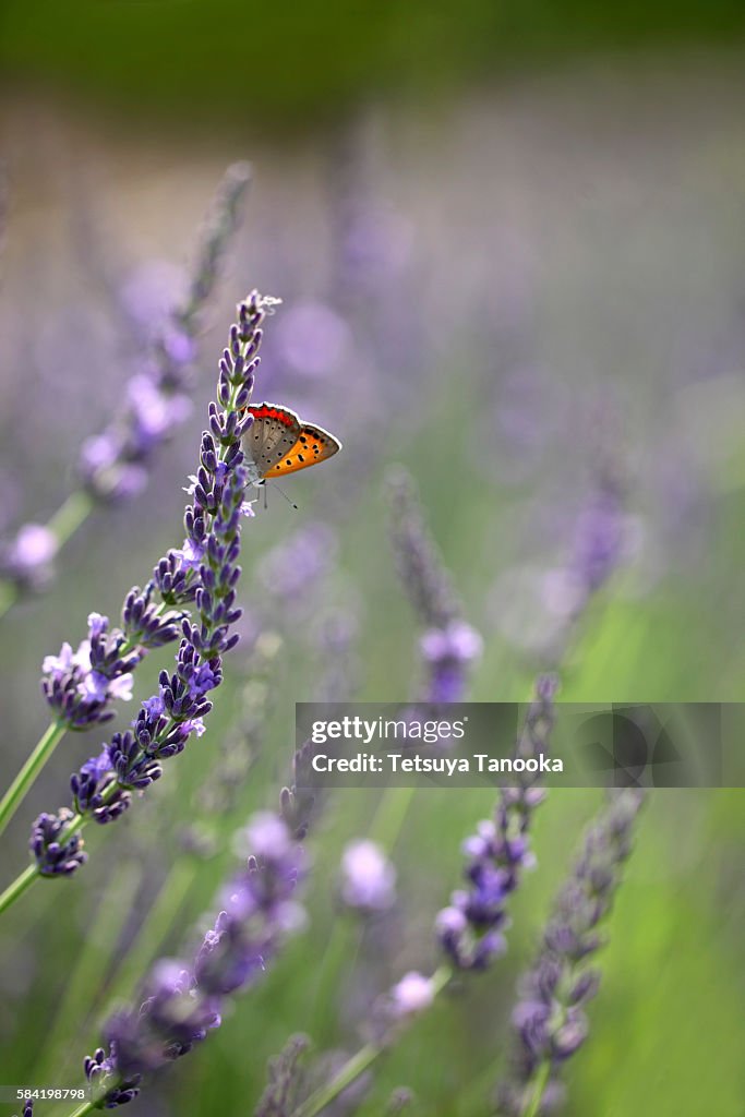 Butterfly on Lavender Flowers
