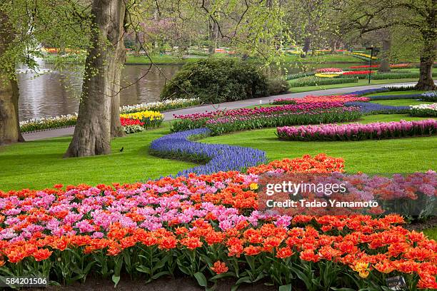 tulips in keukenhof park - keukenhof gardens stock pictures, royalty-free photos & images