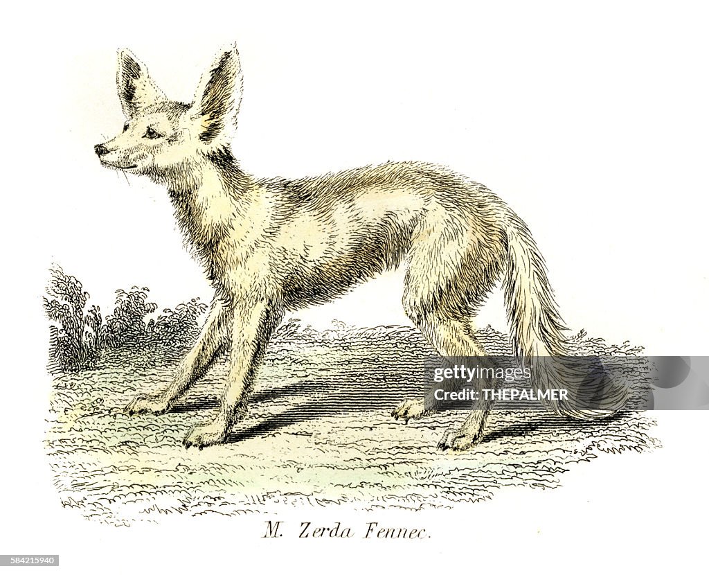 Fennec Desert Fox engraving 1803