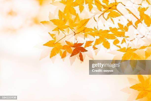 double exposure of autumn leaves - fall backgrounds stock pictures, royalty-free photos & images