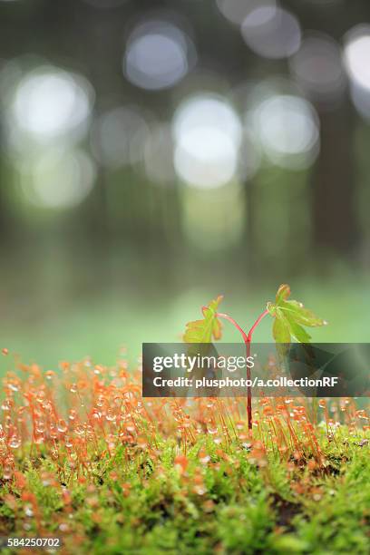 Japling Sapling Maple Sapling Photos and Premium High Res Pictures - Getty Images