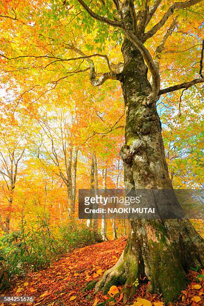 beech trees in autumn - autumnal forest trees japan stockfoto's en -beelden