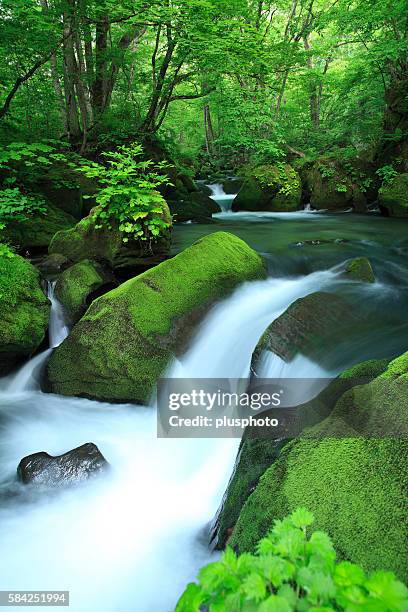 oirase river - plusphoto stock pictures, royalty-free photos & images