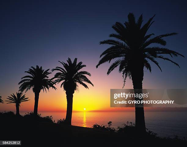 palm trees at sunset - miyazaki prefecture stock pictures, royalty-free photos & images
