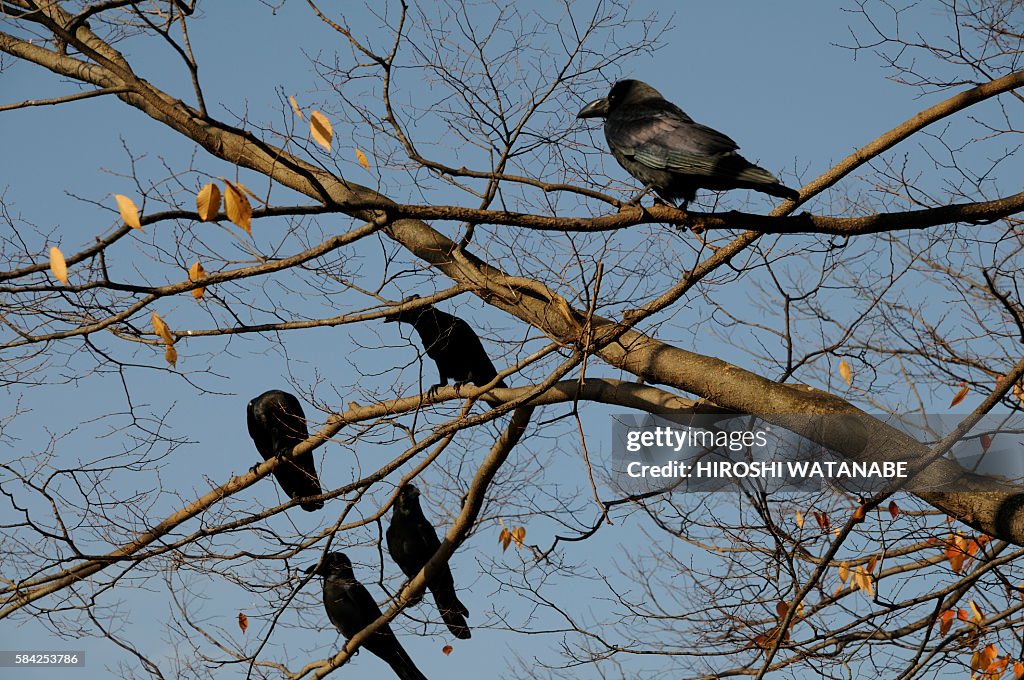 Flock of Crows