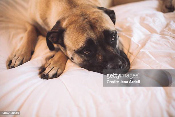 bull mastiff dog on bed - bull mastiff stock-fotos und bilder