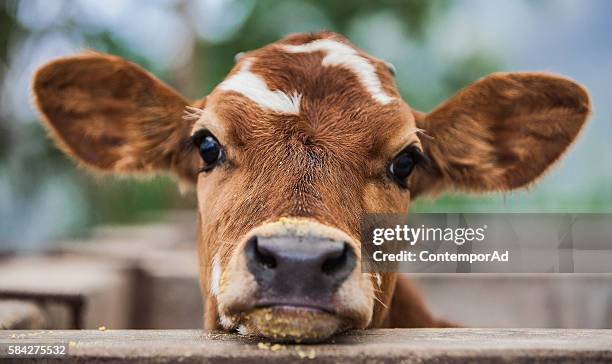 who's there. - calf imagens e fotografias de stock