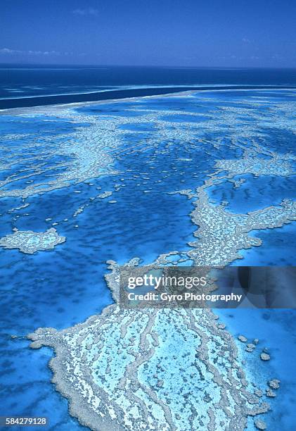 hardy reef - hardy reef stockfoto's en -beelden