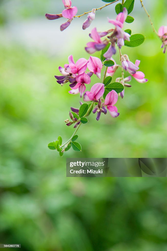 Thunberg's bush clover (Lespedeza thunbergii)
