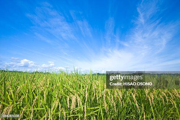 rice crop, ibaraki prefecture, honshu, japan - ibaraki prefecture photos et images de collection