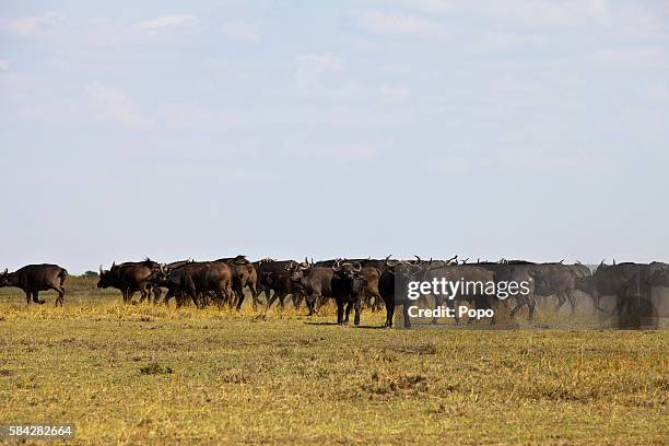 water buffalos - water buffalo stock pictures, royalty-free photos & images