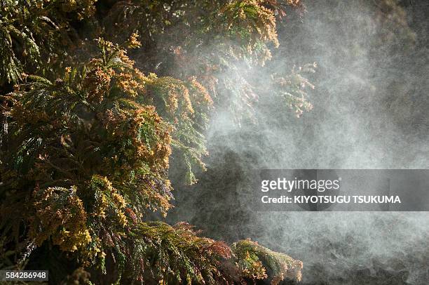 japanese cedar pollen - cryptomeria japonica stock pictures, royalty-free photos & images