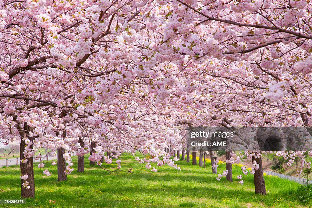 Cherry blossoms, Nagano Prefecture, Honshu, Japan