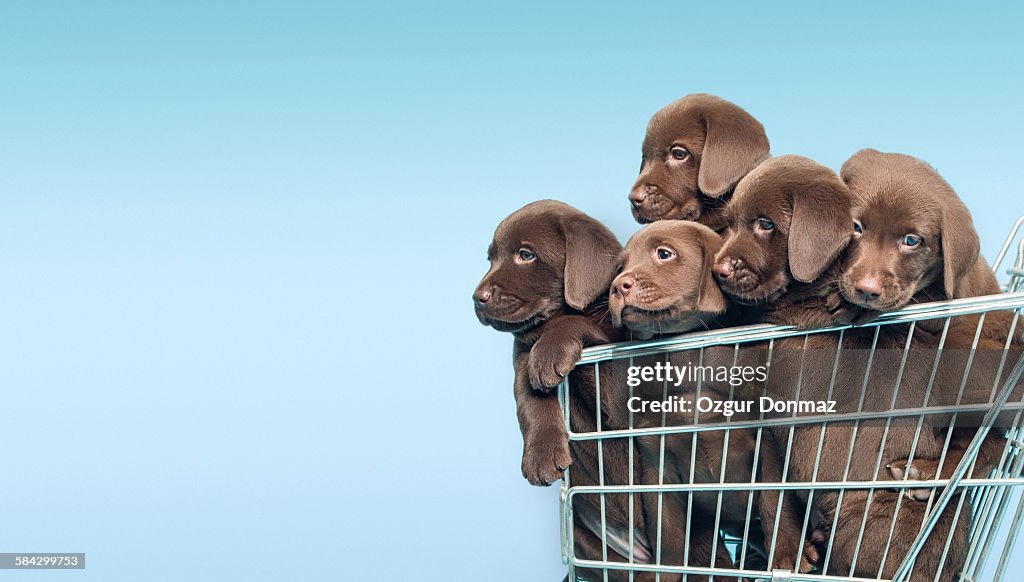 Labrador retriever puppys in supermarket trolley