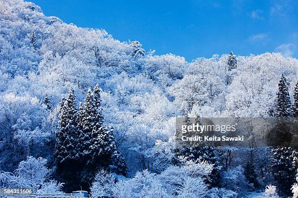 snowcapped trees - echizen stock pictures, royalty-free photos & images