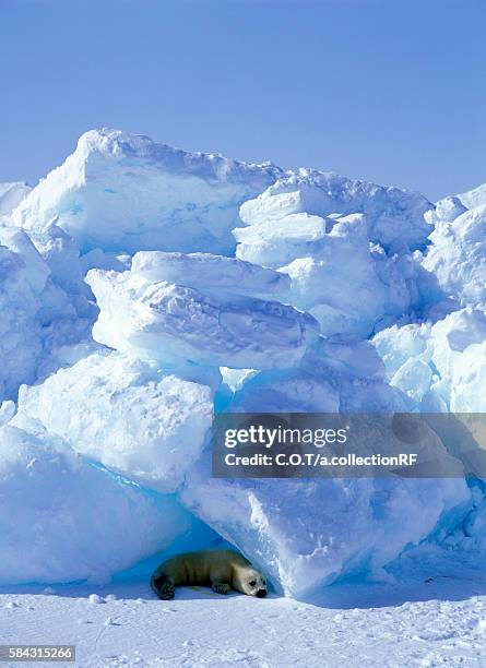 harp seal cub - seehundjunges stock-fotos und bilder