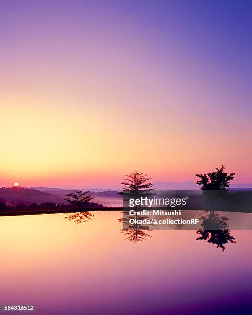 single tree reflected in rice paddy at dawn - niigata stock pictures, royalty-free photos & images