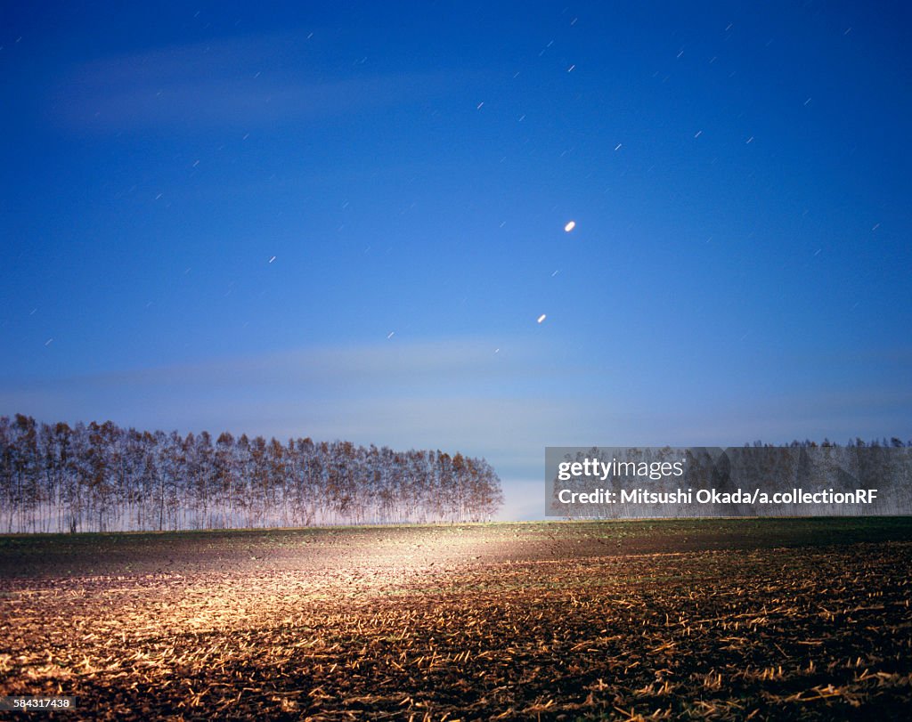 Birch trees and field at night