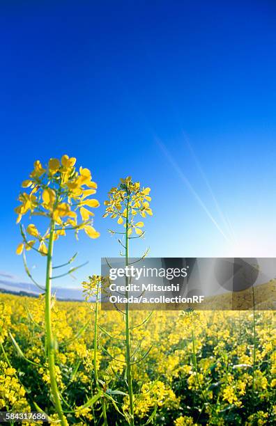 Rapeseed Field High-Res Stock Photo