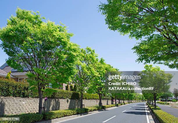 Treeline Ridge Treeline Perspective Photos and Premium High Res Pictures - Getty Images