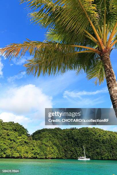 rock island and a coconut palm tree - micronesia stock pictures, royalty-free photos & images