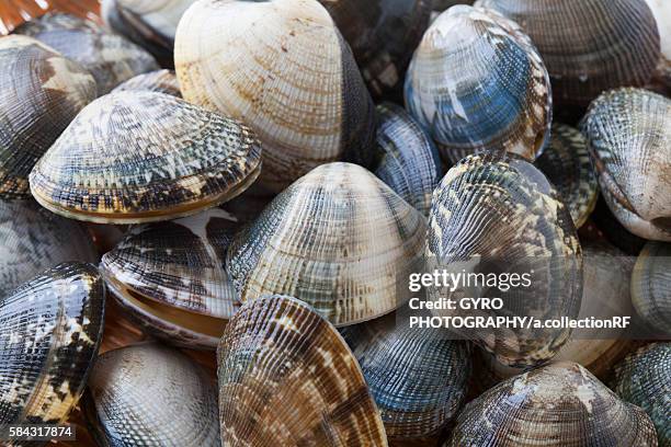 Close Clam Shell 110 Closed Clam Stock Photos, High-Res Pictures, and Images - Getty Images