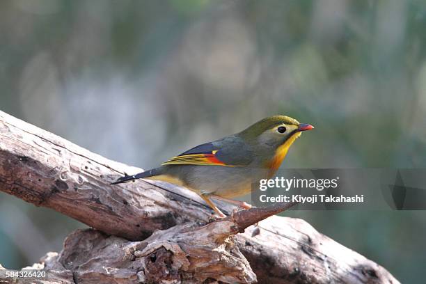 red-billed leiothrix (leiothrix lutea), tokyo prefecture, japan - red billed leiothrix stock pictures, royalty-free photos & images