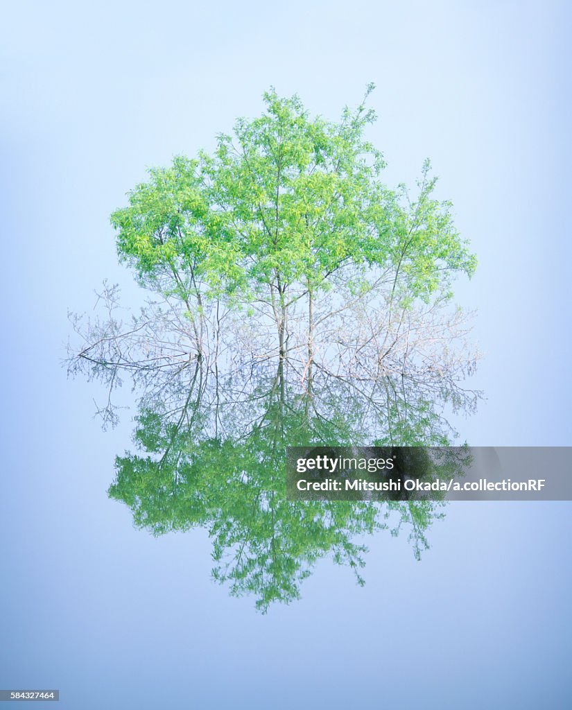 Salicaceae trees in lake