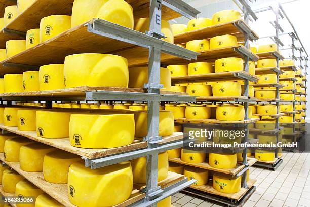 queijo de sao jorge (cows milk cheese, azores) in a dairy - queijo stock pictures, royalty-free photos & images