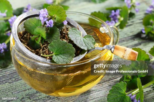 ground ivy tea with a tea strainer - glechoma hederacea stock pictures, royalty-free photos & images