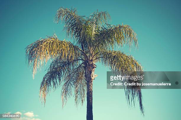 palm tree - josemanuelerre stock-fotos und bilder