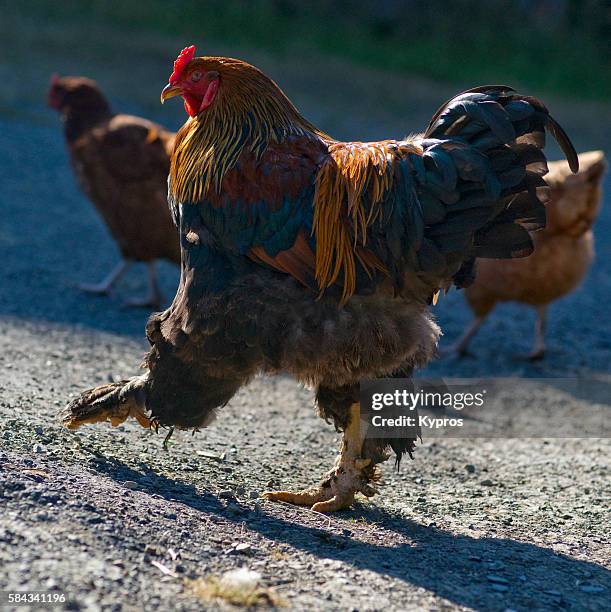 merans cockrel. poule de marans, is a breed of chicken from the french port town of marans of western france. this cockerel mates about ten timer per day whists gripping the females around the neck with his claws. - gallus gallus stock pictures, royalty-free photos & images