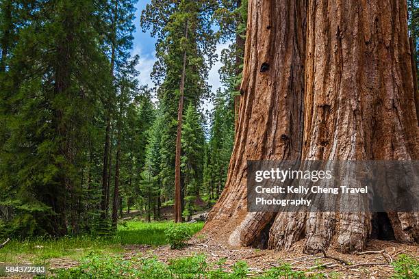 mariposa grove - giant sequoia stock-fotos und bilder