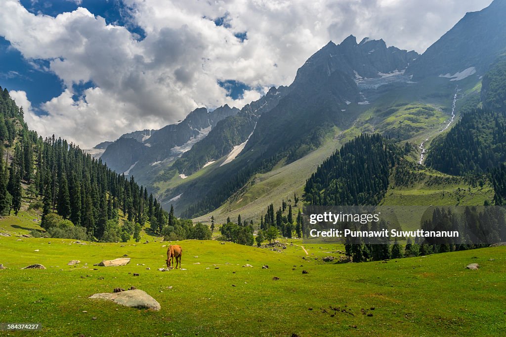 Sonamarg landscape with red hourse