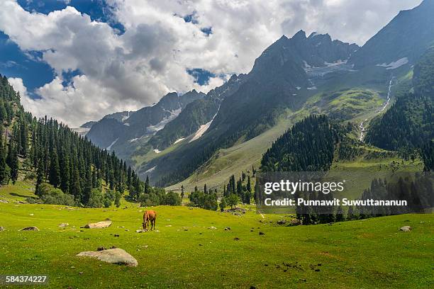 sonamarg landscape with red hourse - kashmir landscape stock pictures, royalty-free photos & images