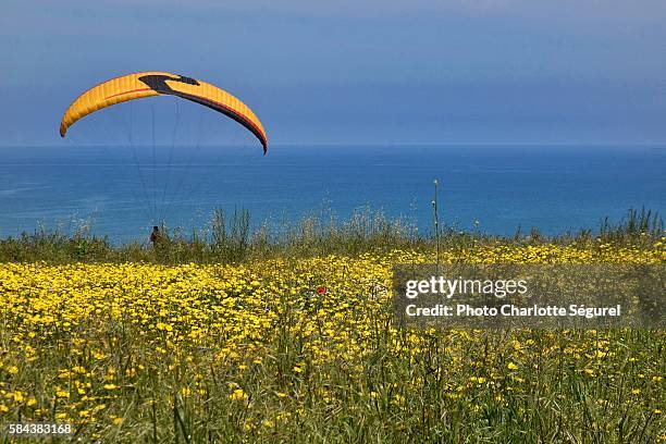 wing above flowers - champ fleur imagens e fotografias de stock